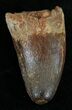 Huge Cretaceous Fossil Crocodile Tooth - Morocco #25965-1